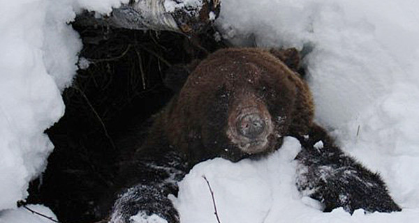 В Карпатах из-за теплой зимы проснулись медведи