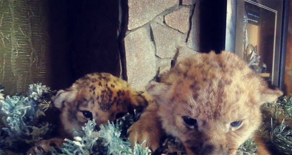В запорожском зоопарке новорожденные львята греются в гриве папы Самсона