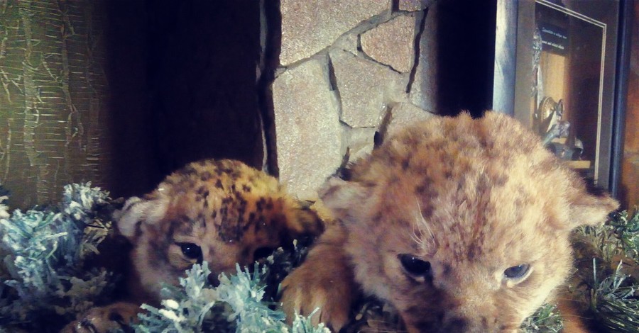 В запорожском зоопарке новорожденные львята греются в гриве папы Самсона