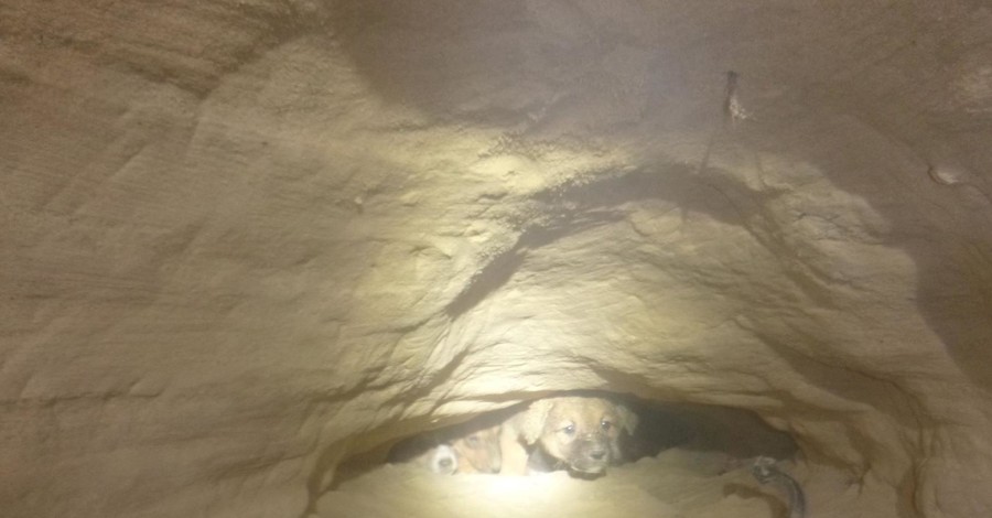 В Киеве из-под земли достали 12 живых щенков