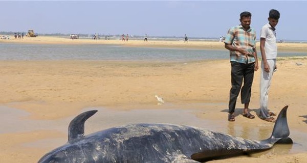 На побережье Индии выбросились около ста китов