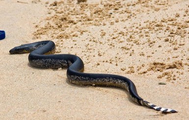 В Буэнос-Айресе закрыли пляжи из-за нашествия ядовитых змей
