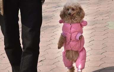 Собака из Китая научилась ходить как человек