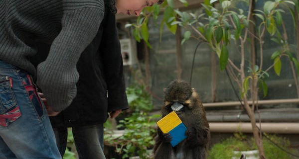 Главная запорожская обезьяна получила паспорт гражданина Украины