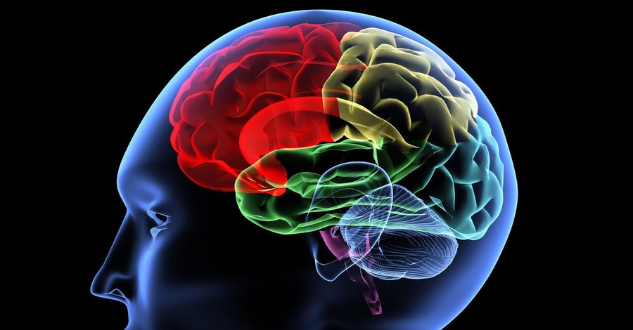 Ученые: человеческий мозг способен запомнить весь интернет