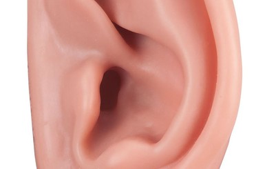 Японские ученые вырастили на крысе человеческое ухо