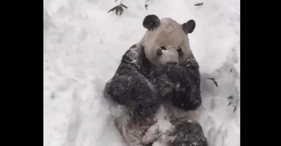 Валяющаяся в снегу панда покорила пользователей сети