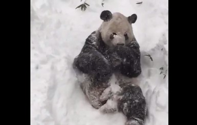 Валяющаяся в снегу панда покорила пользователей сети