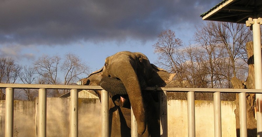 В харьковском зоопарке обезьяны распивают чаи, а слоны доедают сосны