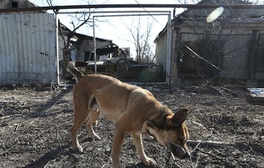 Донбасс оккупировали дикие псы