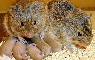 Ученые: мыши умеют любить