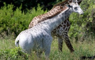 В Танзании обнаружили редкого белого жирафа
