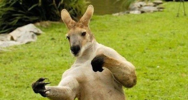 В Австралии террорист хотел сунуть бомбу в сумку кенгуру