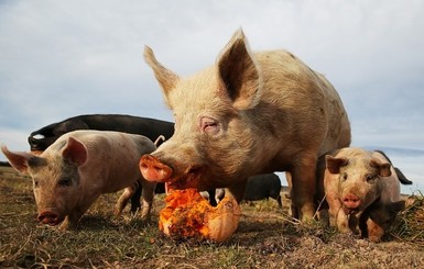 В Симферополе запретили продавать мясо из-за вспышки африканской чумы свиней