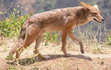 Ученые: койоты становятся агрессивными из-за употребления грибов-галлюциногенов