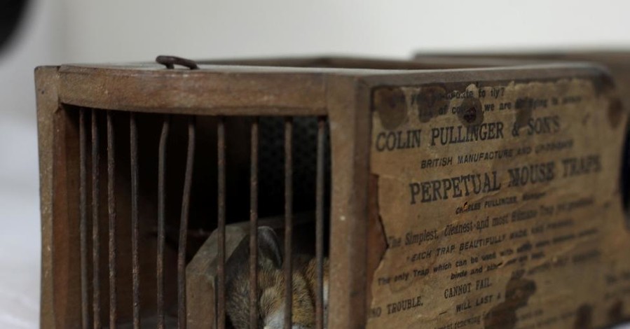 В музее Великобритании сработала мышеловка, которой 155 лет