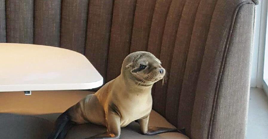 В США в ресторан пробрался голодающий морской лев