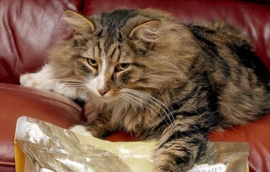 Пропавший кот полтора года объедался кормом на фабрике