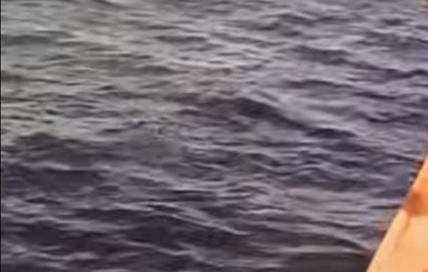 Дельфины привели в одесский порт рыбу