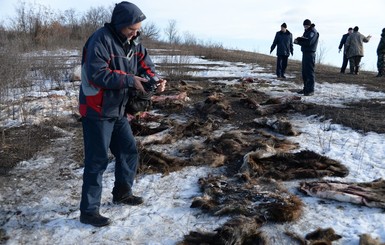 Под Харьковом браконьеры уничтожили животных на 700 тысяч гривен