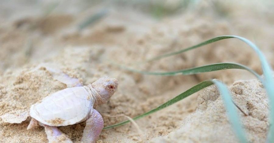 На пляже в Австралии сфотографировали редкую белую черепаху