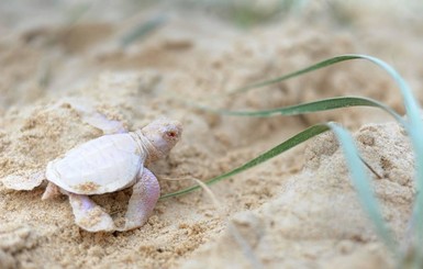 На пляже в Австралии сфотографировали редкую белую черепаху