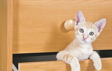 Как бороться с вредными привычками кота