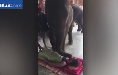 Слон из Тайланда ступнями сделал массаж туристам 