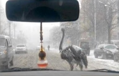 Паникующий страус едва не устроил ДТП в Китае
