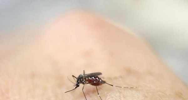 В Бразилии комаров будут уничтожать радиацией