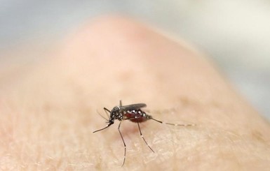 В Бразилии комаров будут уничтожать радиацией