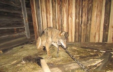 На Ровенщине браконьеры пытались продать волка за тысячу долларов