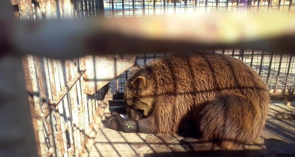 Зоозащитники гонялись за бурым медведем по всей Запорожской области