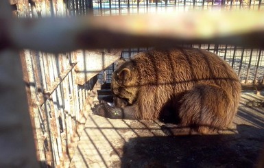 Зоозащитники гонялись за бурым медведем по всей Запорожской области