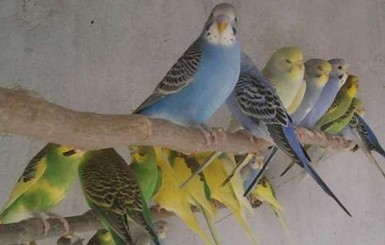 Под Николаевом воры украли 90 попугаев