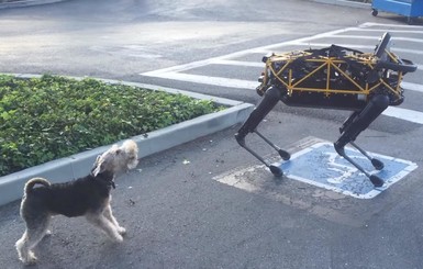 Собака обратила в бегство новейшего робота Boston Dynamics