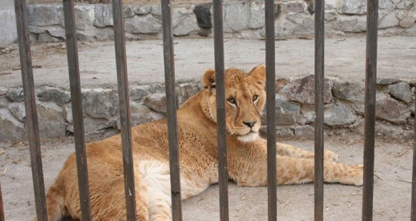 Львы напали на смотрителя зоопарка, поскольку он зашел в клетку пьяным 