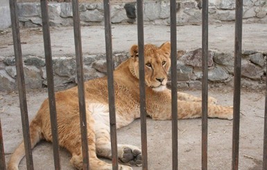 Львы напали на смотрителя зоопарка, поскольку он зашел в клетку пьяным 