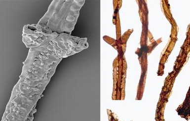 Найден один из самых древних живых организмов на Земле