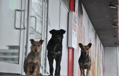 В Мелитополе мэрия заплатит за укус бездомной собаки  