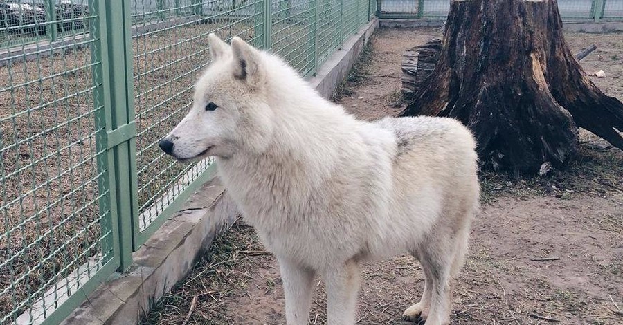 Под Киевом появился белый волк