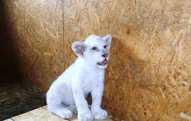 В бердянский зоопарк привезли уникального белого львенка
