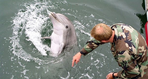 Минобороны РФ хочет обзавестись дельфинами
