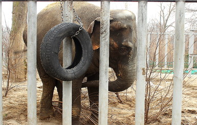 В харьковском зоопарке устроили квест для слонов