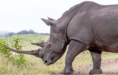 В Африке живет носорог с огромным 