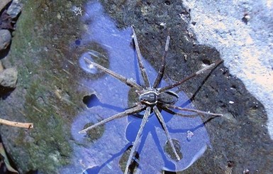 Новый вид паука похож на морскую звезду, умеет плавать и нырять