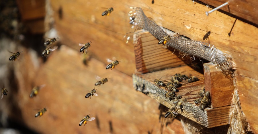 Раннее пробуждение пчел грозит Украине неурожаем