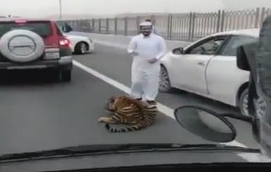 Тигр устроил переполох на автостраде, сбежав из грузовика  