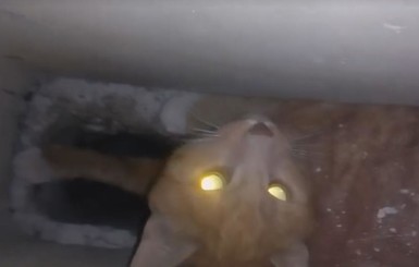 В Харькове кота 7 часов доставали из вентиляционной шахты