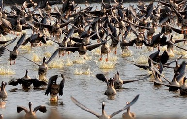 В Аскании-Новой – рекорд: прилетело 30 тысяч птиц